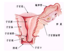 阴道瘙痒出血是怎么回事