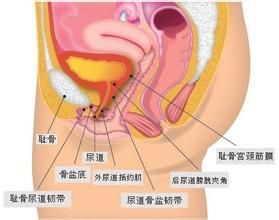 女性尿道炎有哪些症状