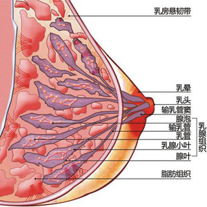 得乳房囊肿该怎样医治,乳房囊肿会癌变吗?